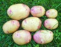 pentland lustre potatoes; first early